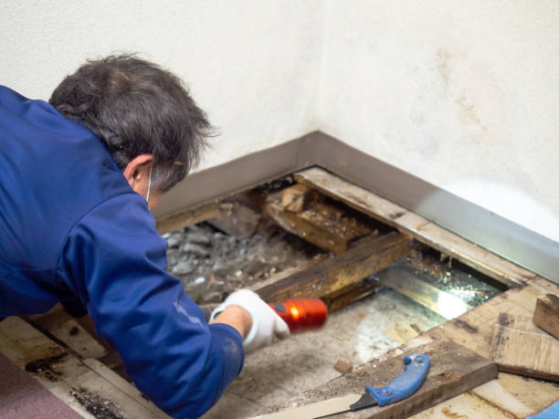 Home Mold Removal in Kiawah Island, SC