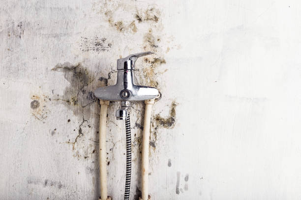 Best Toxic Mold Removal  in Kiawah Island, SC
