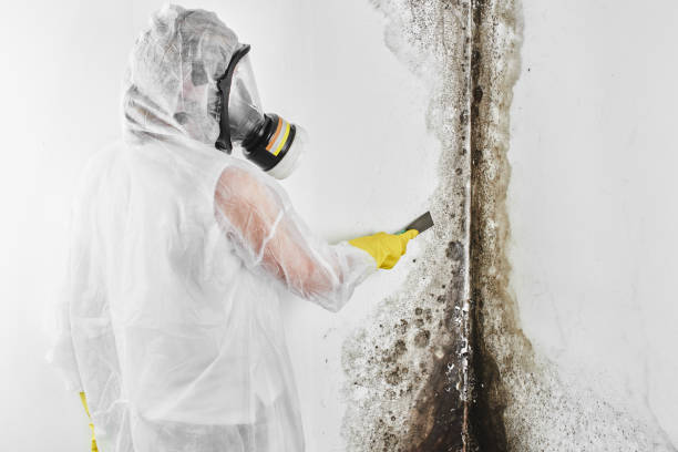 Best Attic Mold Removal  in Kiawah Island, SC