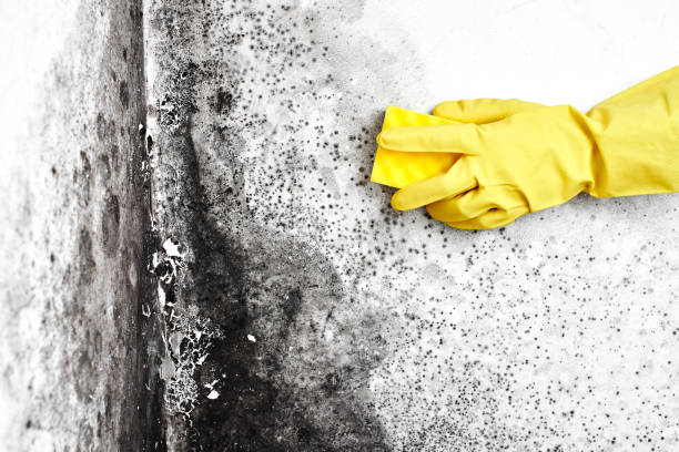 Professional Mold Removal in Kiawah Island, SC