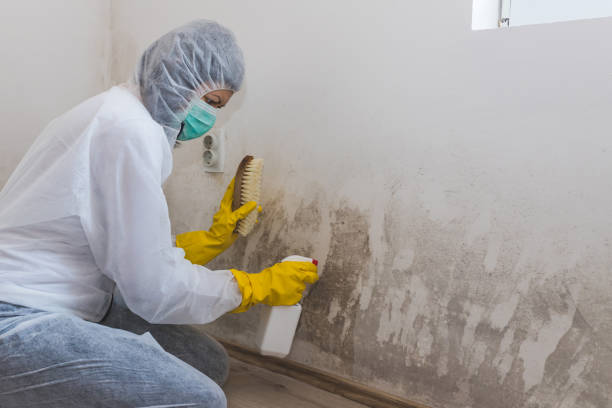 Attic Mold Removal in Kiawah Island, SC