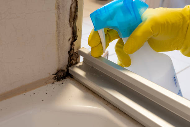 Best Mold Testing and Removal  in Kiawah Island, SC