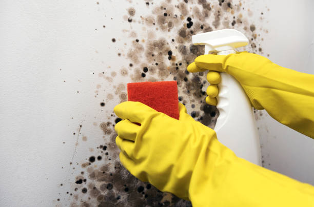 Office Mold Removal Services in Kiawah Island, SC